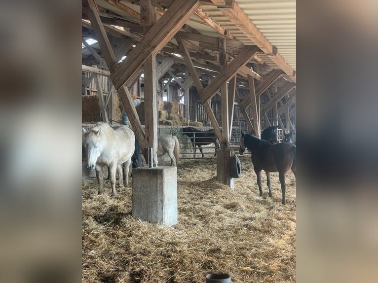 Platz für Pferd in Offenstall / Weidehaltung (selten!)