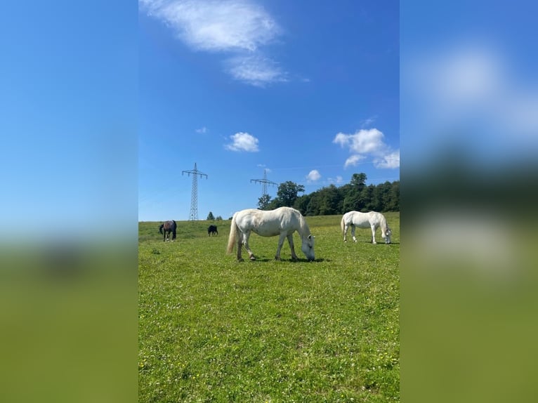 Platz für Pferd in Offenstall / Weidehaltung (selten!)