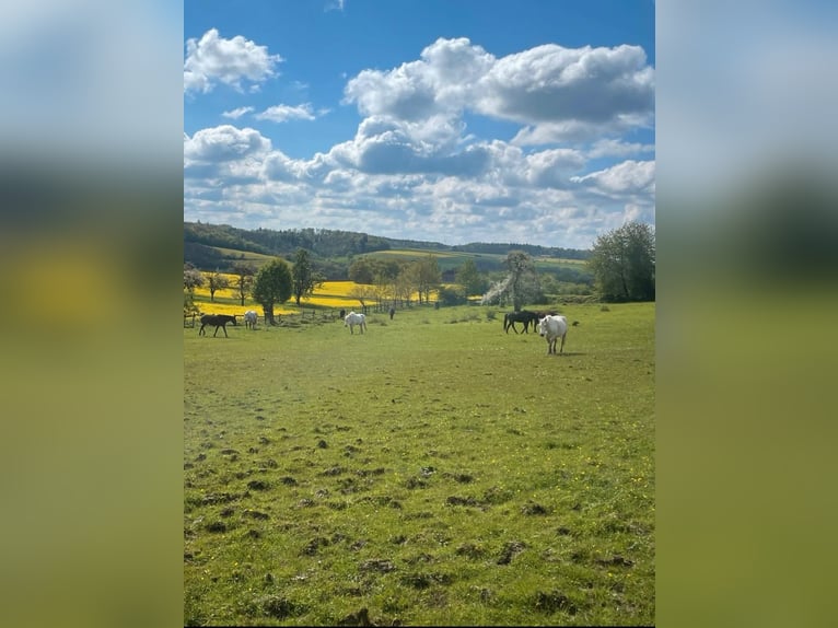 Platz für Pferd in Offenstall / Weidehaltung (selten!)