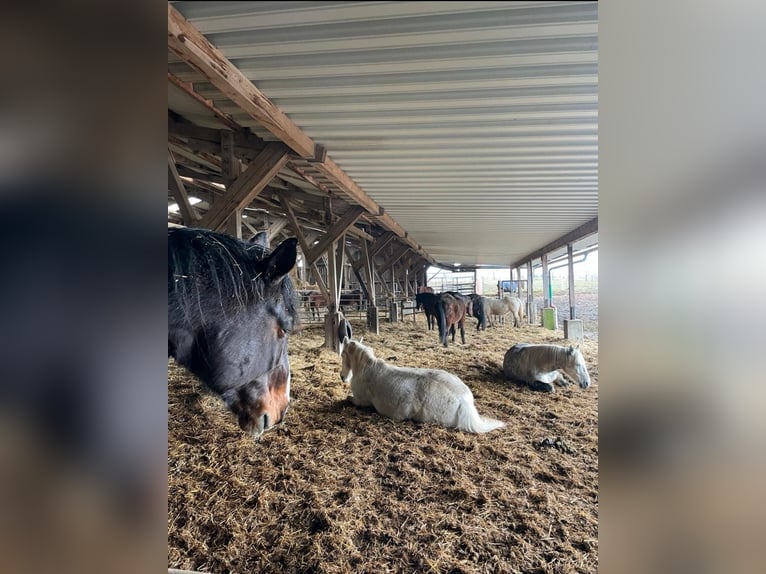 Platz für Pferd in Offenstall / Weidehaltung (selten!)