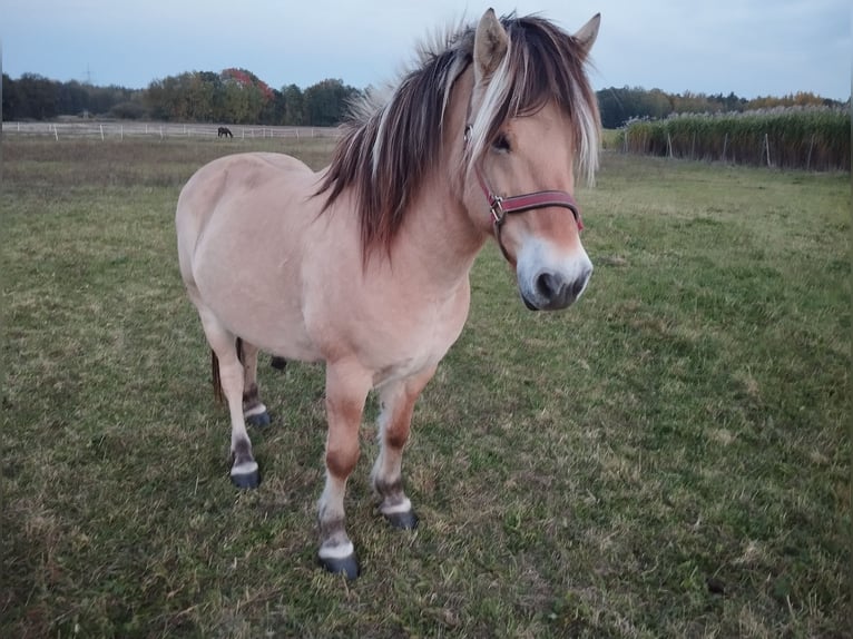 Properly housed in year-round pasture turnout (open stable) available [Wittichenau/02997]