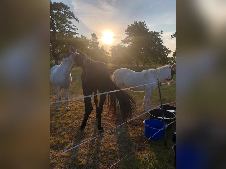 Sommerweide / Sommerkoppel