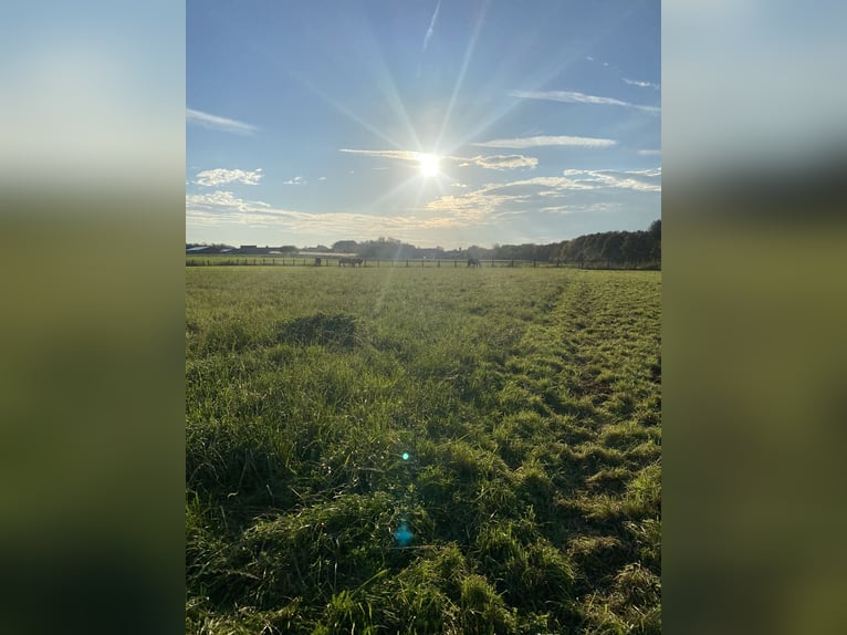 Summer pasture during the day – housed in the stable at night