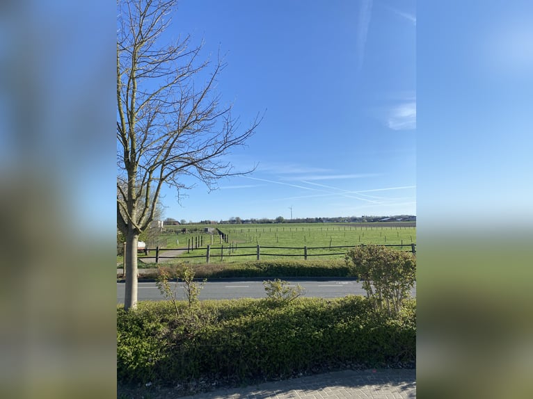 Summer pasture during the day – housed in the stable at night