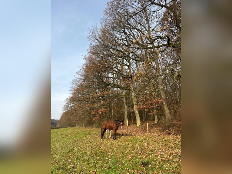 Summer pasture for a light-eating horse