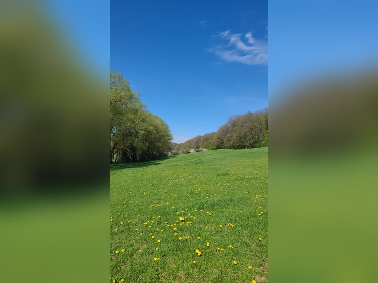 Summer pasture for a light-eating horse