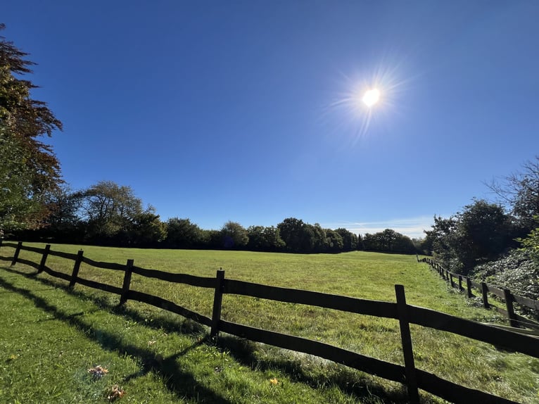 Summer pasture in Scharbeutz