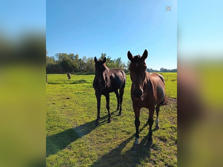 Summer pasture located directly by the North Sea Kurplatz