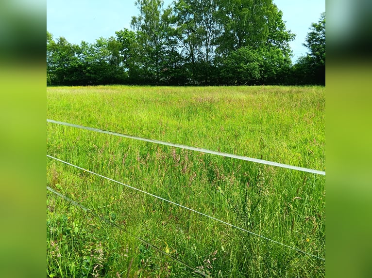 Summer pasture paddocks up to 150 cm at the withers