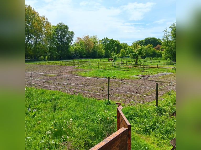 Summer pasture paddocks up to 150 cm at the withers