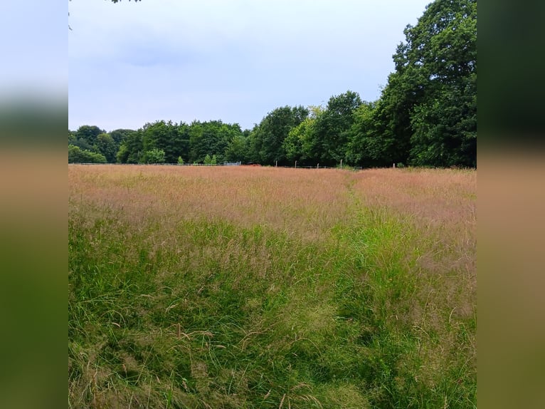 Summer pasture paddocks up to 150 cm at the withers