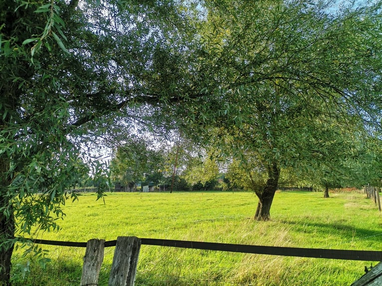 Wiese Weideplatz Rentnerwiese Pony Ganzjahreswiese