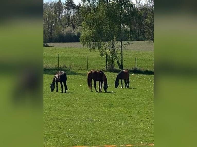 1 offene Box für Isländerwallach , ab Frühjahr 1 Paddockbox für verträgl. Wallachbis max 155cm