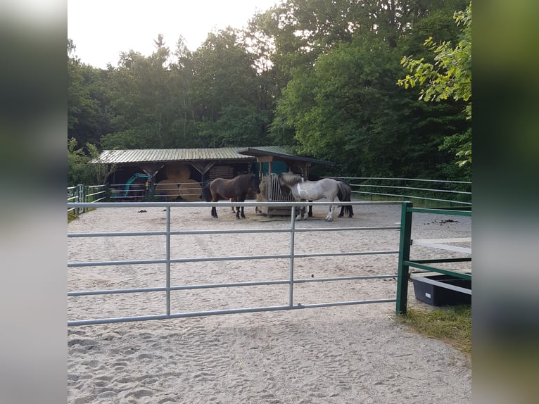 1 offene Box für Isländerwallach , ab Frühjahr 1 Paddockbox für verträgl. Wallachbis max 155cm
