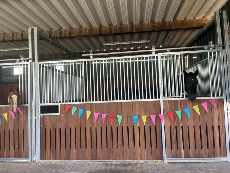Available stabling for horses, retiree space, companion options, 24/7 access, hay provided, all-day