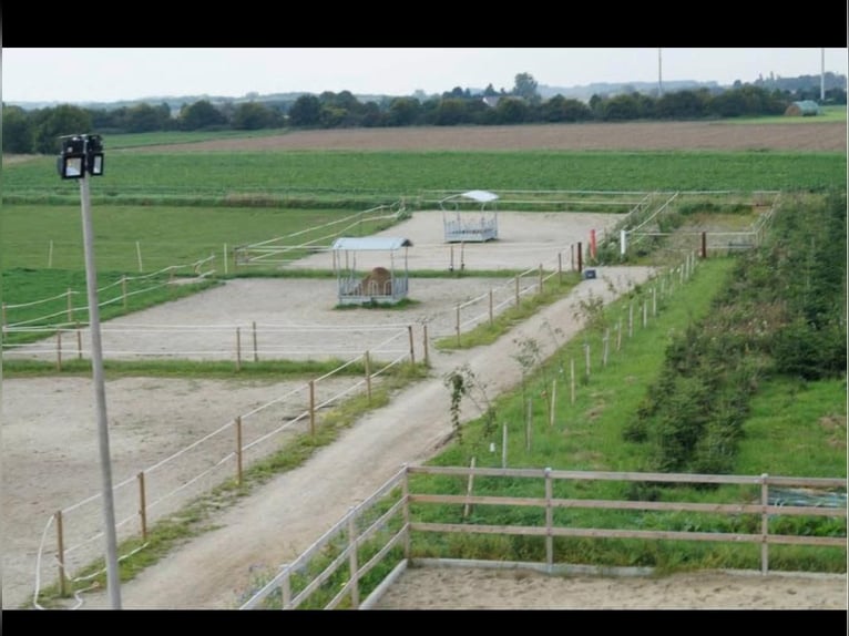 Available stalls in a beautifully situated stable in Meerbusch-Nierst