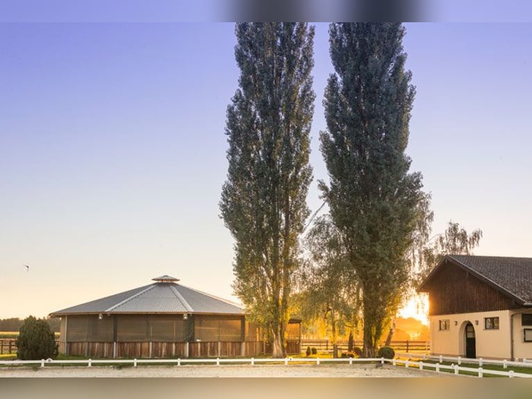 Birkenhof Stud - Available Stalls - Humane Horsekeeping & Professional Training