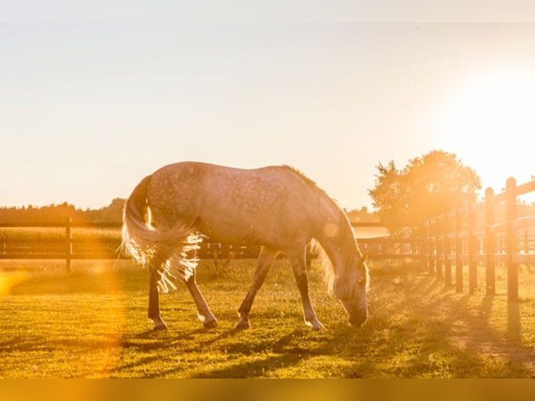 Birkenhof Stud - Available Stalls - Humane Horsekeeping & Professional Training