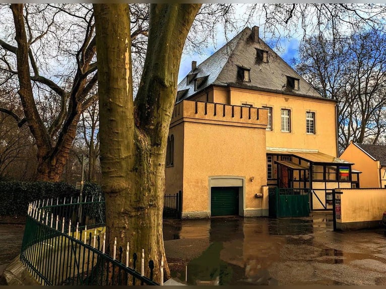 Box mit eigenem Paddock und Weide, zentrumnah