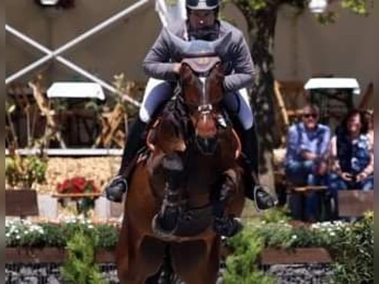 Breaking-in / Riding / Training / Marketing
