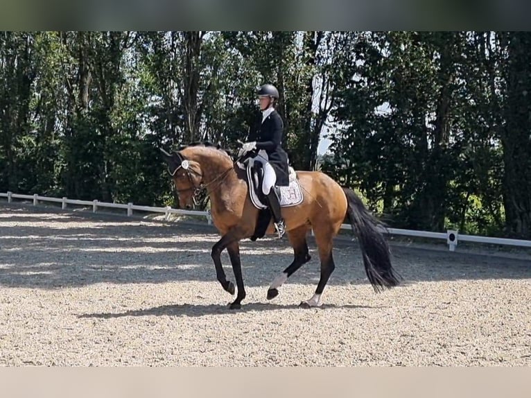 Breaking-in / Riding / Training / Marketing