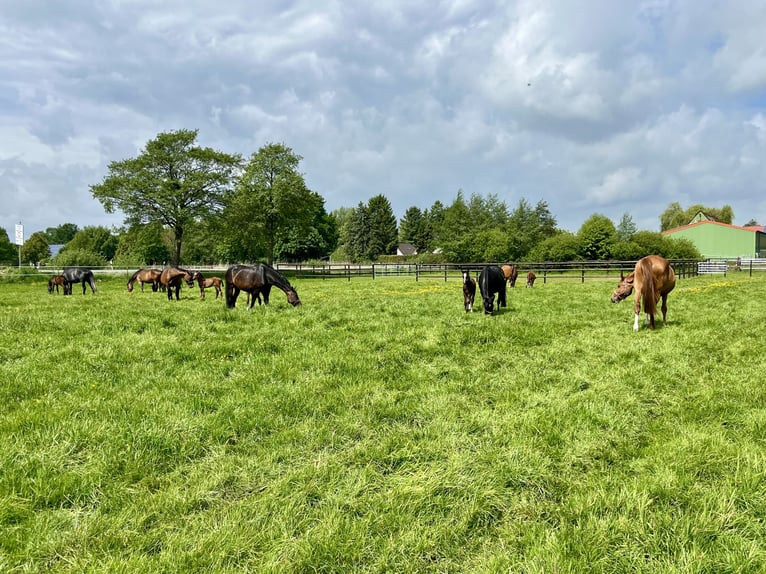 Breeding Mare Boarding – Available Spaces Due to Stable Renovation!
