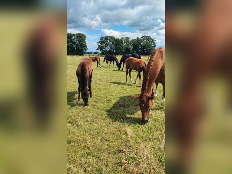 Broodmares and Retirement Stalls