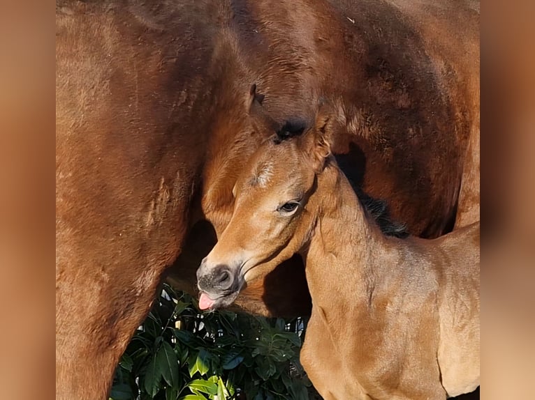 Broodmares and Retirement Stalls