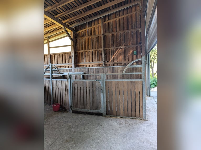Five horse boxes, brand new stable.