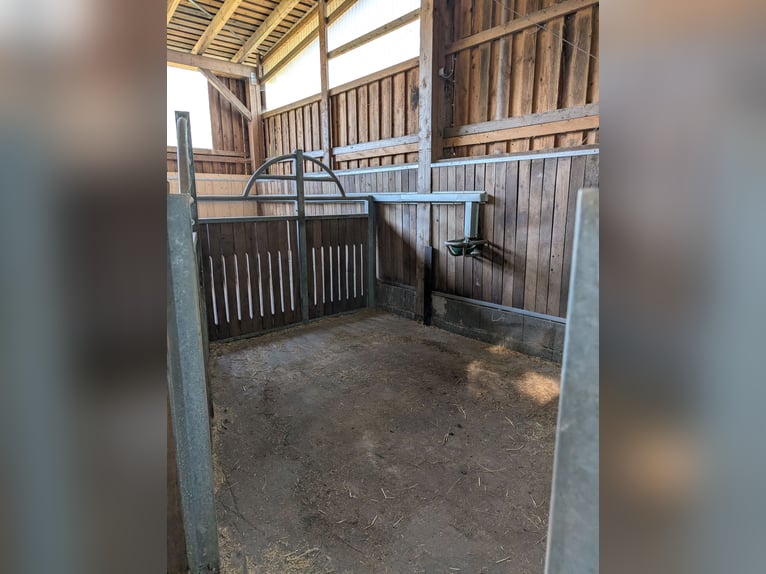 Five horse boxes, brand new stable.