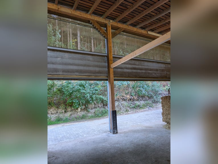 Five horse boxes, brand new stable.
