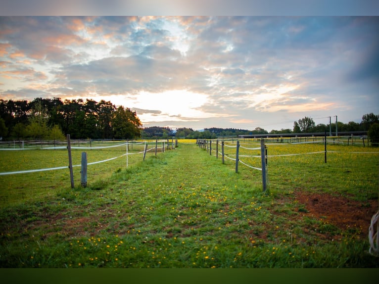 Four available horse boxes at the Heuchling-Lauf Riding and Driving Club.