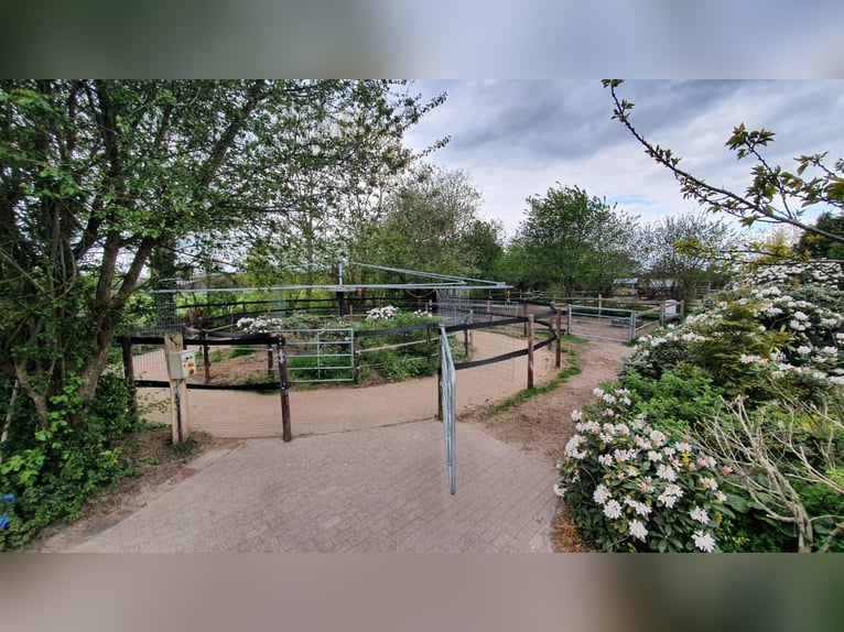 Freie Pferdeboxen auf dem Braaklander Hof bei Neerstedt! 