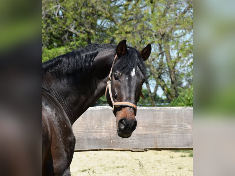 Full-care retirement livery for senior competition horses