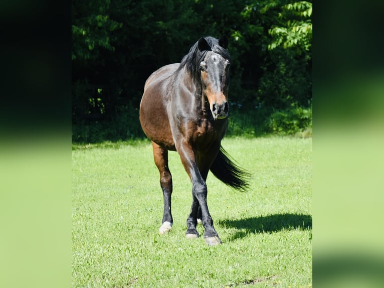 Full-care retirement livery for senior competition horses