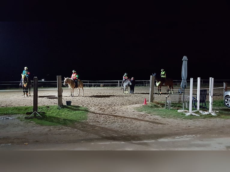 Große Innenboxen frei (4x4m) ab € 390,- /€400,- (tägl. Koppel bzw. Paddock bis zu 7 Std./Tag) 