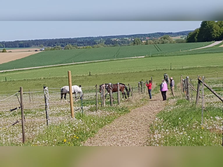 Große Innenboxen frei (4x4m) ab € 390,- /€400,- (tägl. Koppel bzw. Paddock bis zu 8 Std./Tag) 