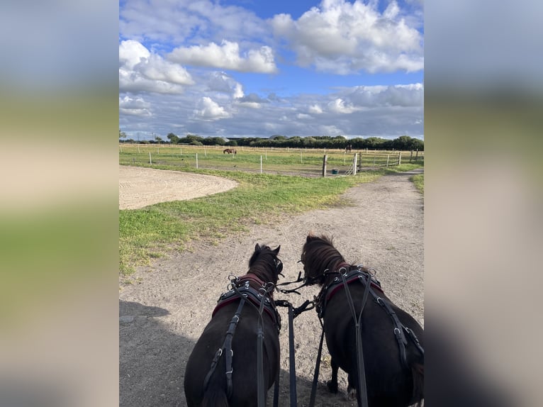 Horse boarding & training facility near Niebüll / North Sea – Full board available