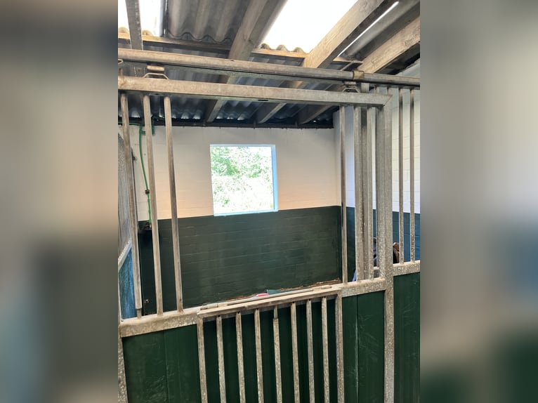 Horse boarding & training facility near Niebüll / North Sea – Full board available