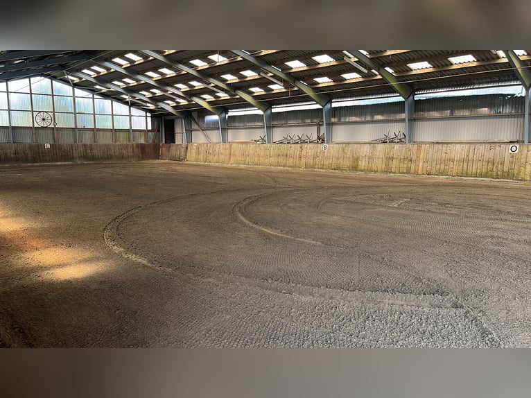 Horse boarding & training facility near Niebüll / North Sea – Full board available