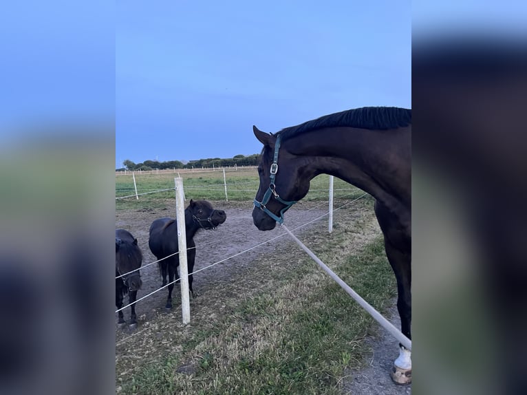 Horse boarding & training facility near Niebüll / North Sea – Full board available