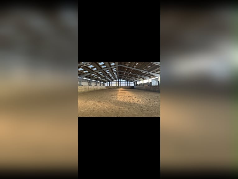 Horse boarding & training facility near Niebüll / North Sea – Full board available