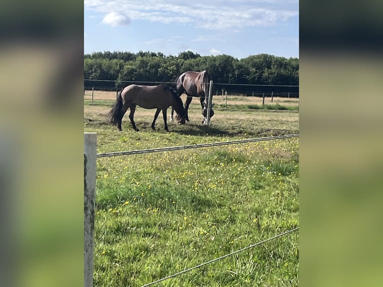 Horse boarding & training facility near Niebüll / North Sea – Full board available