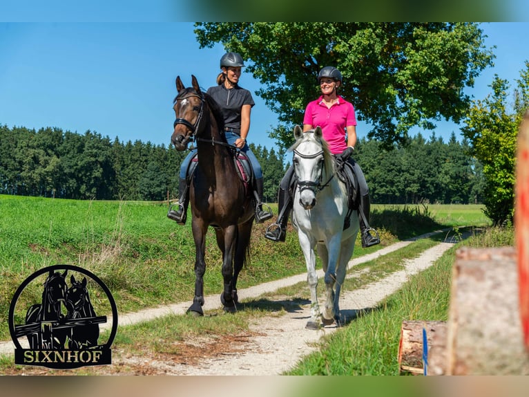 Horse stable / Stable in riding facility / Horse barn / Stall