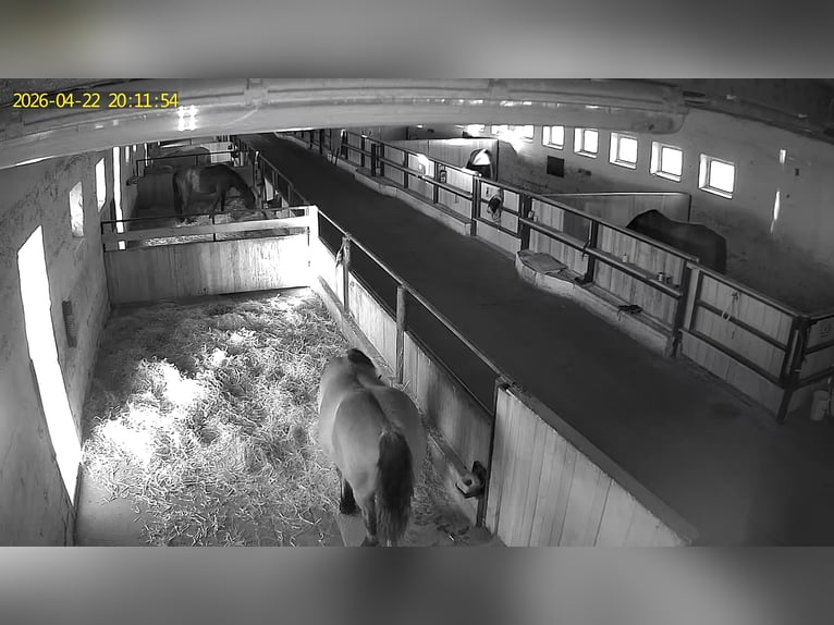 Large horse stalls