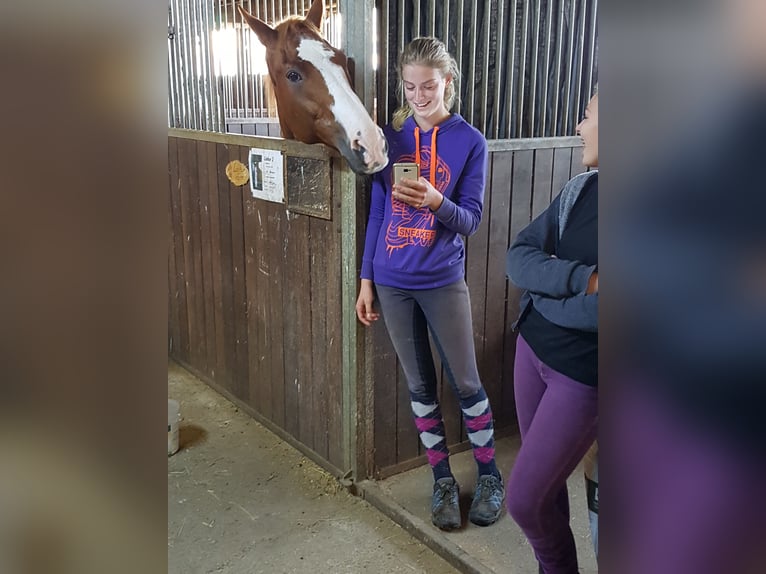 Large indoor boxes available (4x4 meters) starting at €400 per month (daily turnout in paddock or pa