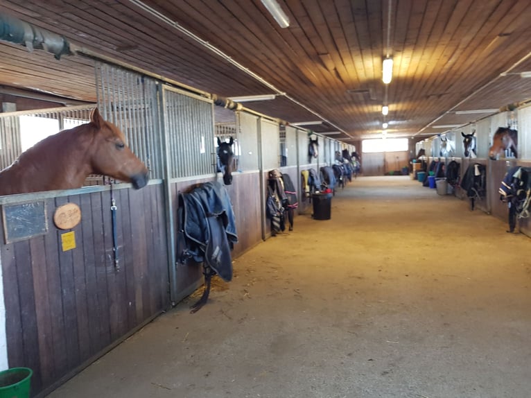 Large indoor boxes available (4x4 meters) starting at €400 per month (daily turnout in paddock or pa