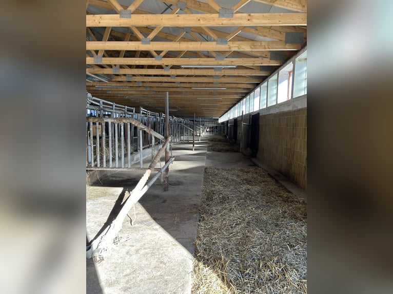 Limited stable places available – in our small, family-run breeding operation.