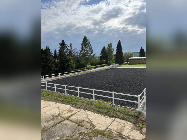 Limited stable places available – in our small, family-run breeding operation.