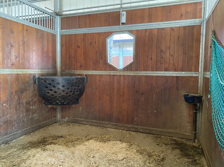 Lunging position available in a high-quality sports stable